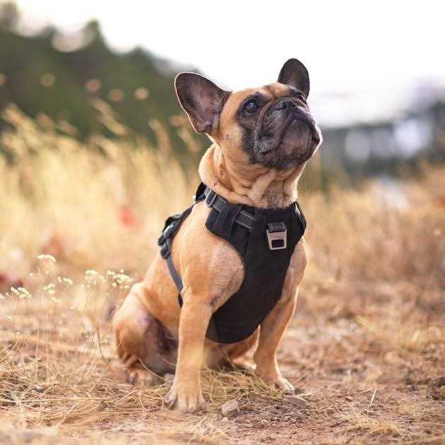 Adjustable Dog Harness with Pockets E488752