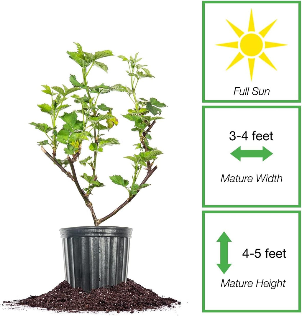 Triple Crown BlackBerry Bush 1 Gallon S635052