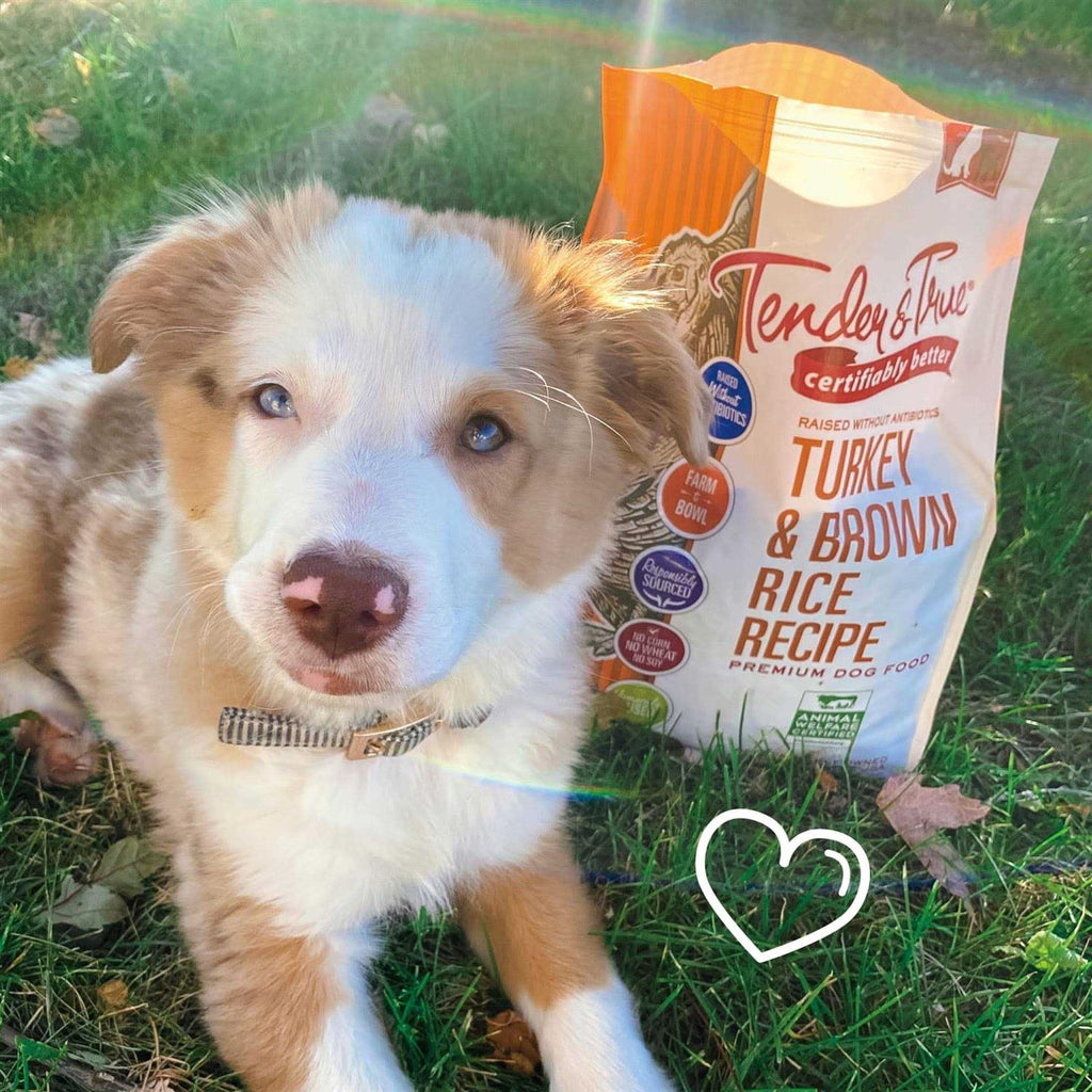 Turkey and Brown Rice Recipe Dry Dog Food L764046