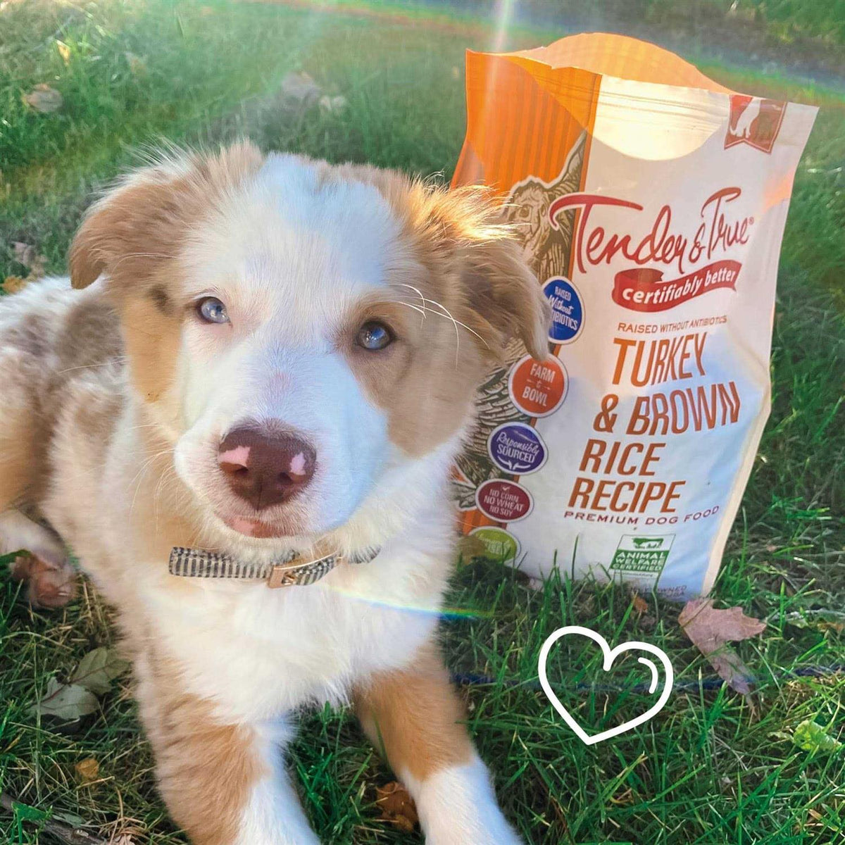 Turkey and Brown Rice Recipe Dry Dog Food L764046