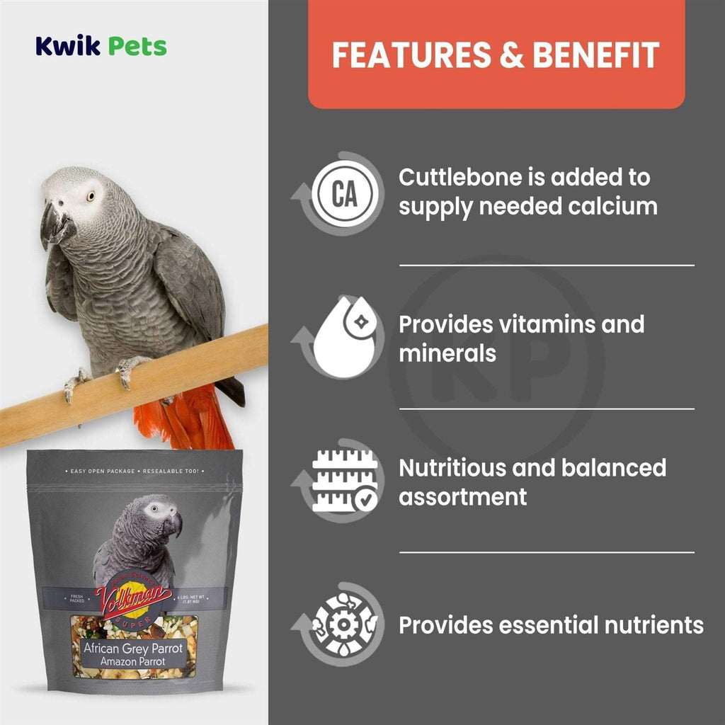 African Grey L99778