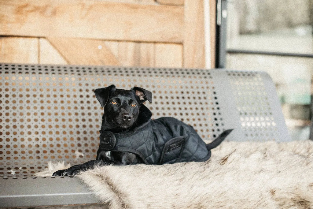 Dog Coat D706