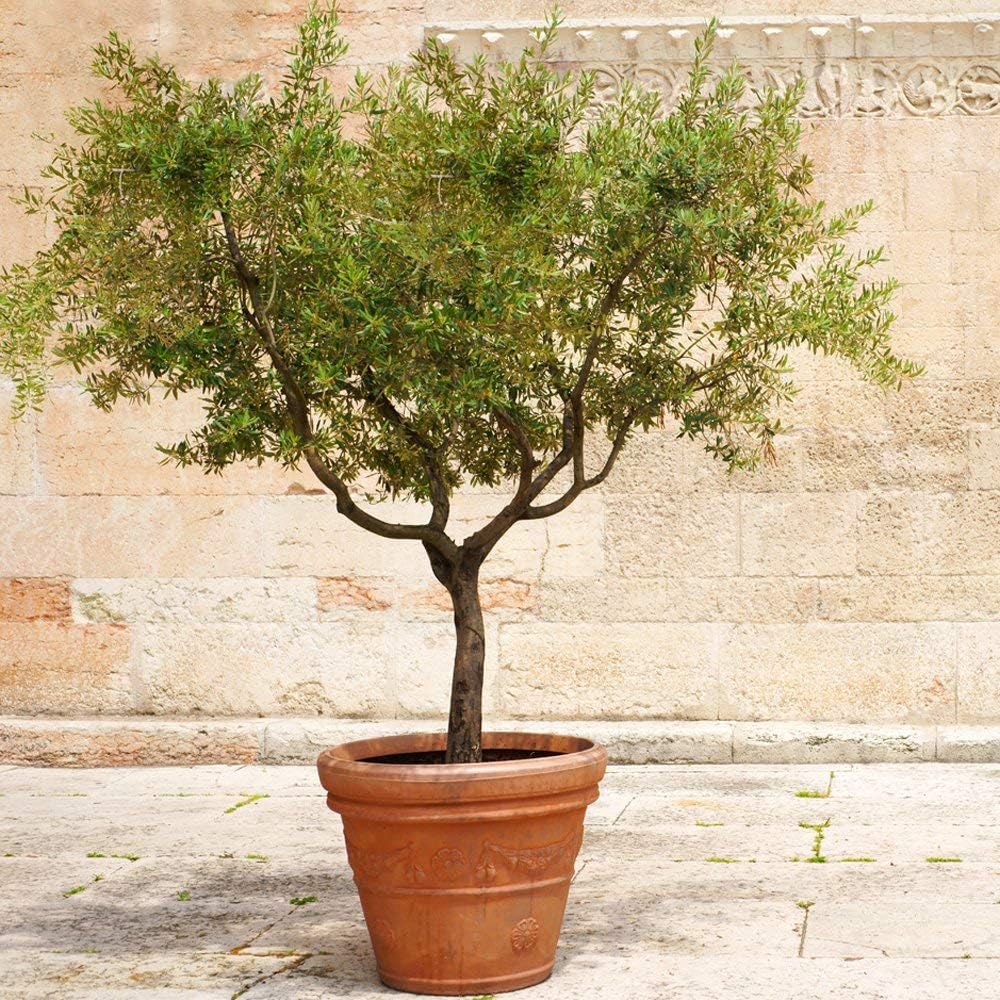 6 Inch Potted Arbequina Olive Tree Live Plant H5908