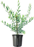 6 Inch Potted Arbequina Olive Tree Live Plant H5908