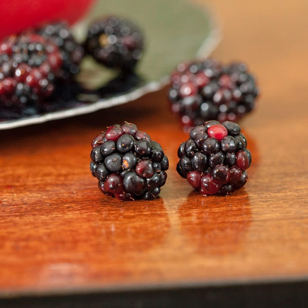 Triple Crown BlackBerry Bush 1 Gallon S635052