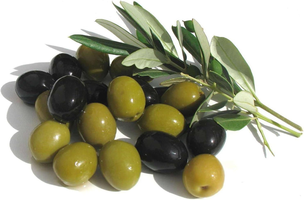 6 Inch Potted Arbequina Olive Tree Live Plant H5908