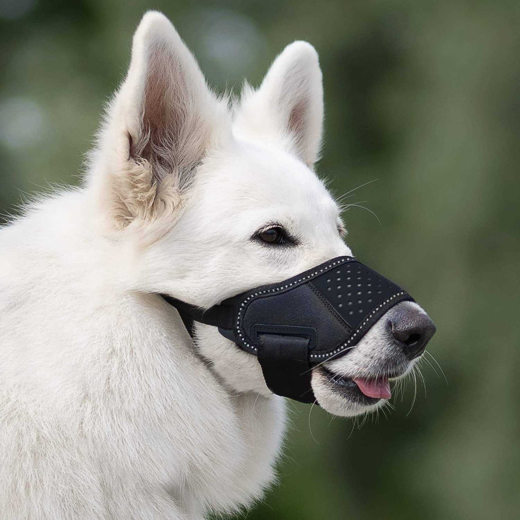 Dog Muzzle E212164