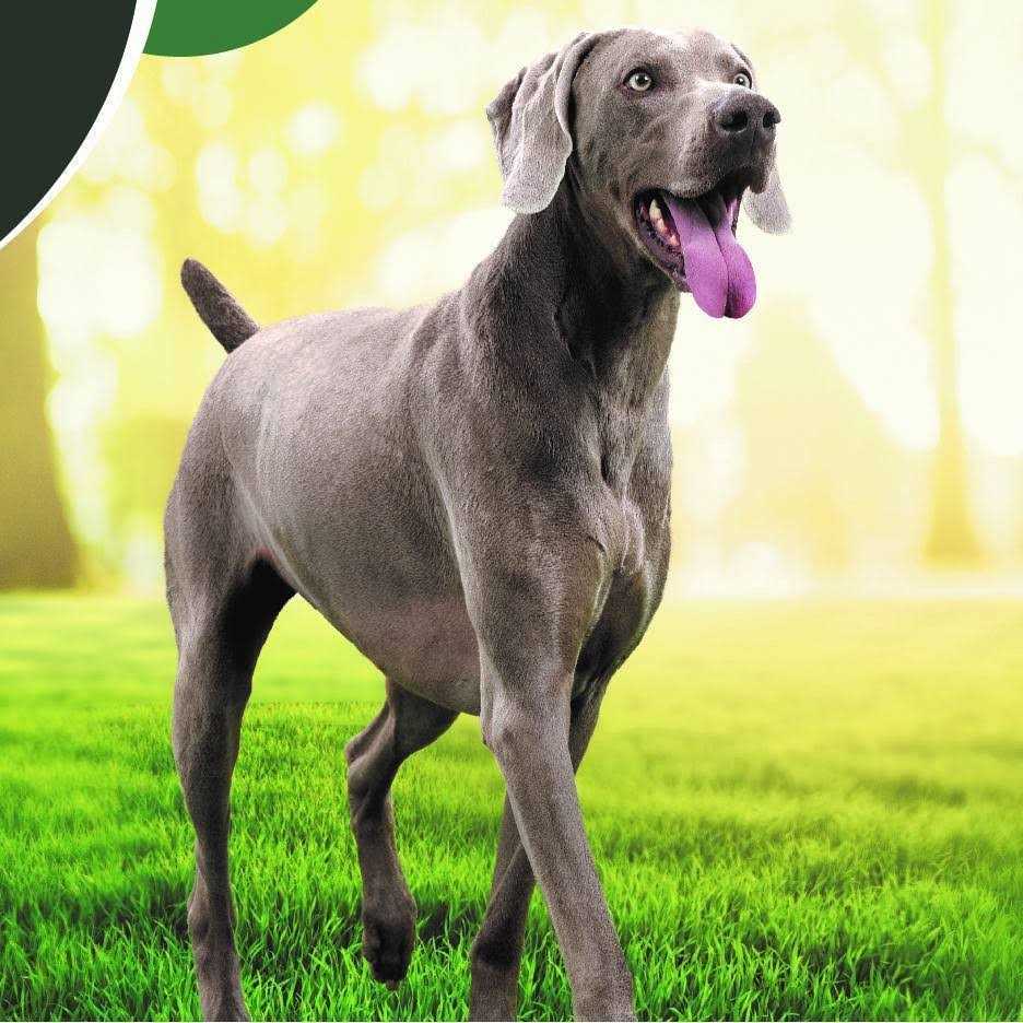 Chicken and Salmon Recipe Dry Dog Food G14335