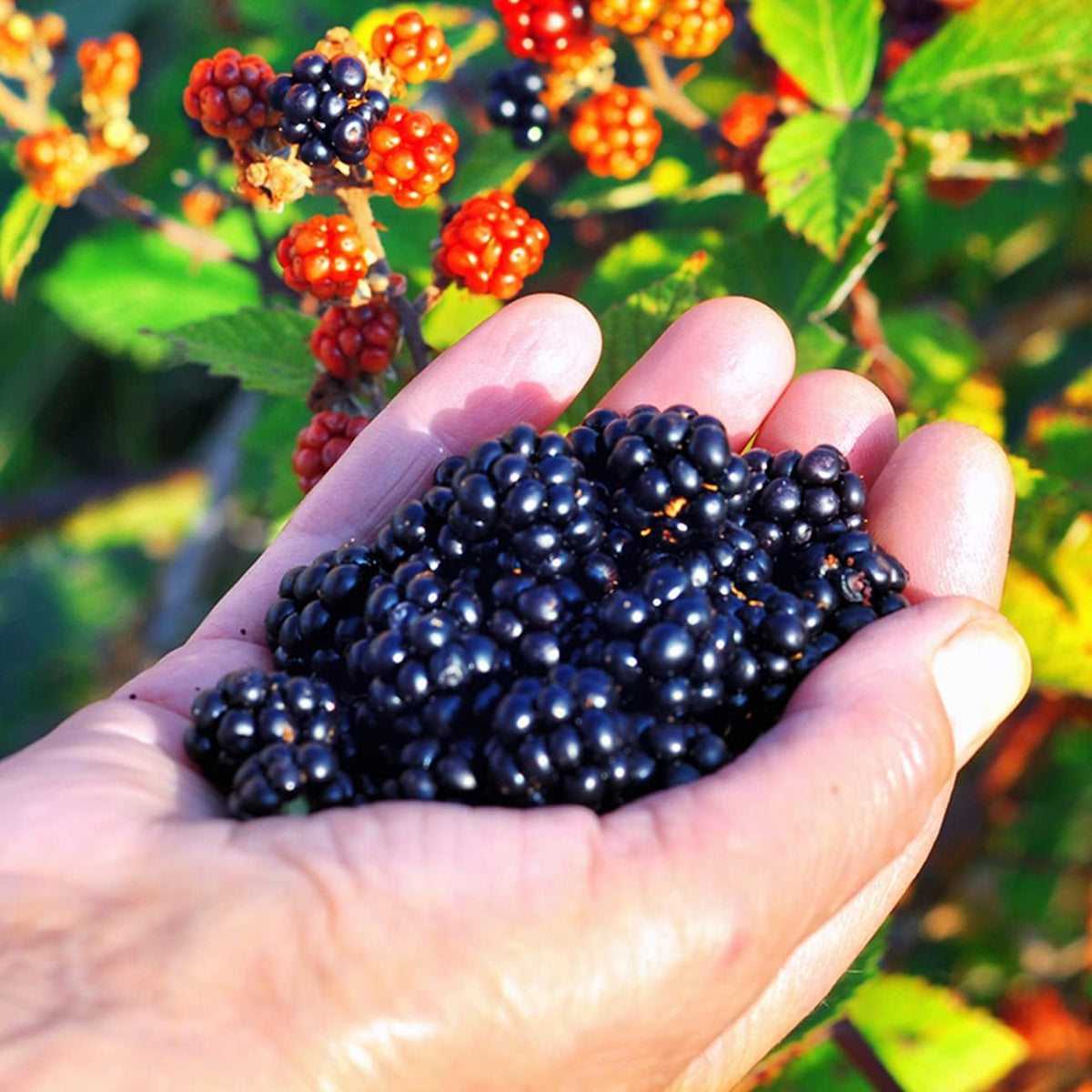 Triple Crown BlackBerry Bush 1 Gallon S635052