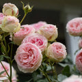Climbing Pink Rose Bush R623