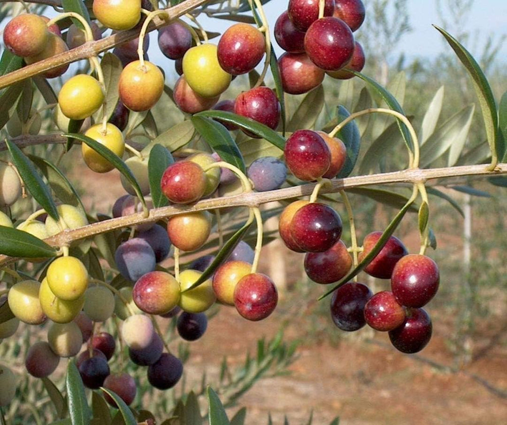 6 Inch Potted Arbequina Olive Tree Live Plant H5908