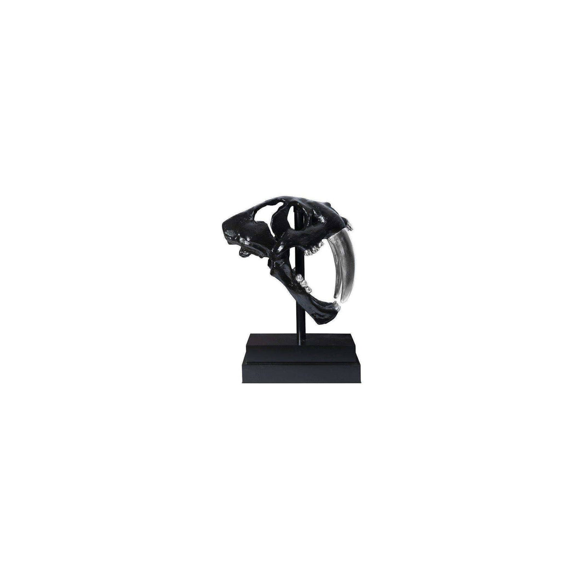 Black Saber Tooth Tiger Skull O600884