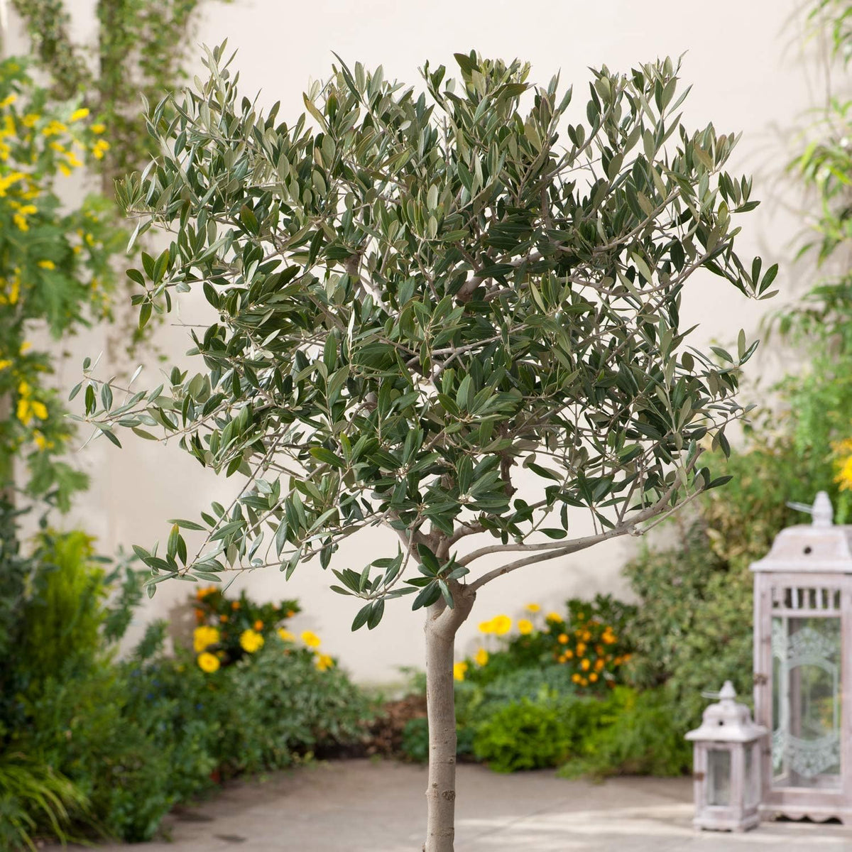 6 Inch Potted Arbequina Olive Tree Live Plant H5908