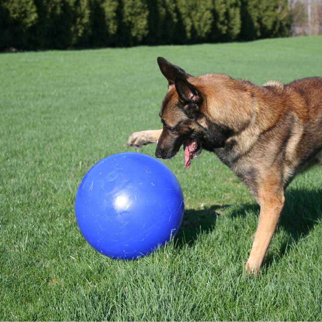 Push n Play Ball S869858