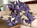 10 Purple Shamrock Bulbs A950413