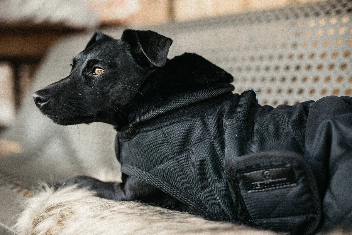 Dog Coat D706