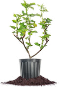 Triple Crown BlackBerry Bush 1 Gallon S635052