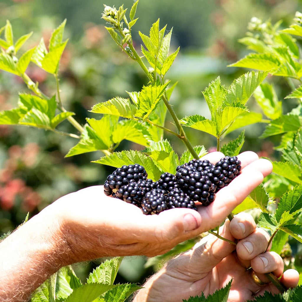 Triple Crown BlackBerry Bush 1 Gallon S635052