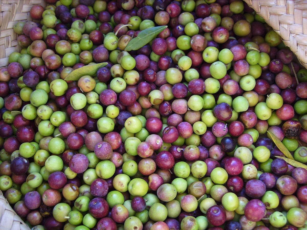 6 Inch Potted Arbequina Olive Tree Live Plant H5908
