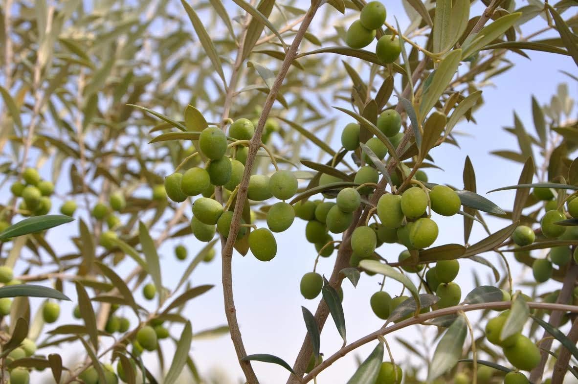 6 Inch Potted Arbequina Olive Tree Live Plant H5908
