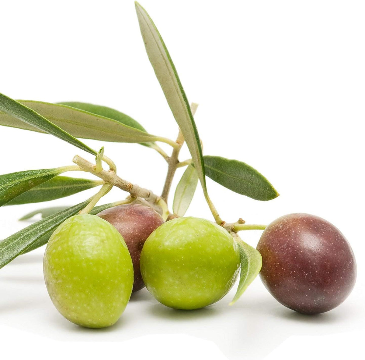 6 Inch Potted Arbequina Olive Tree Live Plant H5908