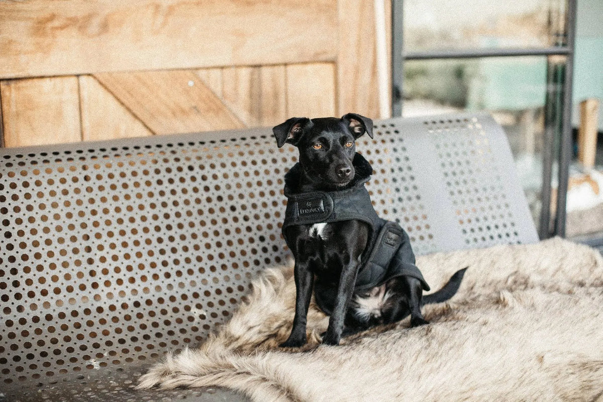 Dog Coat D706