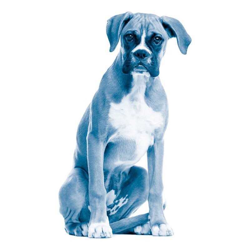 Ocular Repair Gel for Dogs & Cats G69883